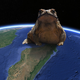 Duttaphrynus melanostictus overshadowing the map of Madagascar
